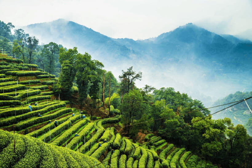 Hangzhou Private Day Trip by Bullet Train from Shanghai - Longjing Village Tea Culture: From tea farmers to an emperor-tea taste