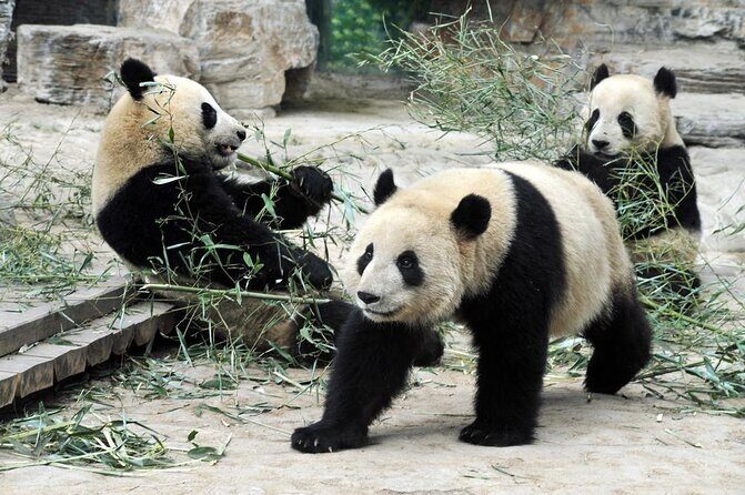 Private Transfer between Shanghai Zoo and City Hotels - Your zoo plan: self-guided time with the must-sees in reach