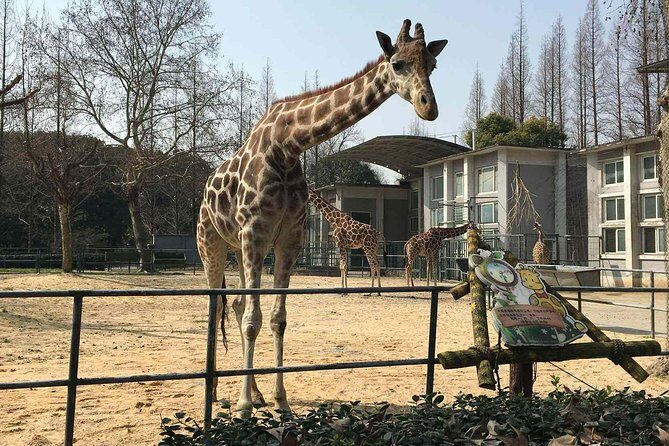 Private Transfer between Shanghai Zoo and City Hotels - Optional private guide: when it turns into more than transportation