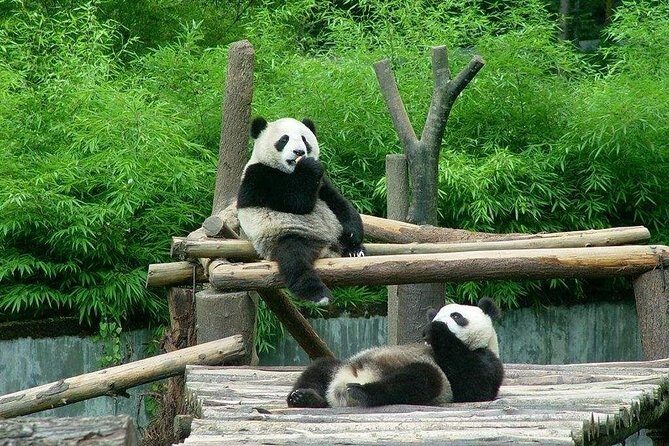 Private Transfer between Shanghai Zoo and City Hotels - Hotel lobby pickup that actually reduces morning chaos
