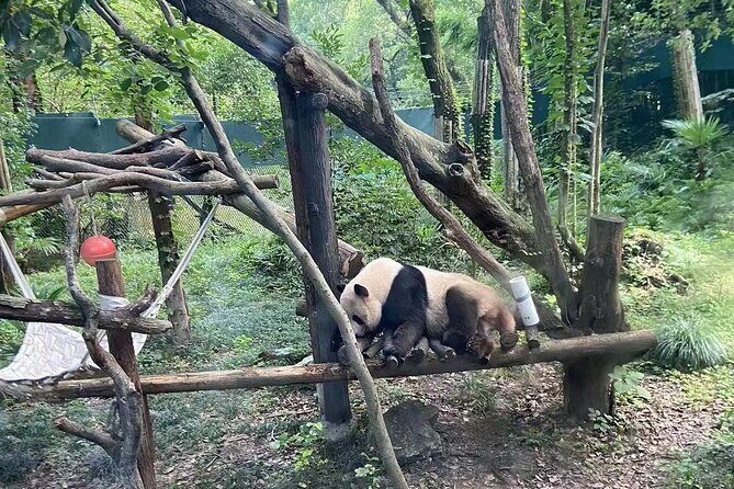 Private Zhujiajiao Water Town Tour with Shanghai Zoo and Panda - Shanghai Zoo: Fast Panda Sightings Plus the Best Animal Flow