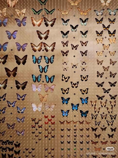 Shanghai: Natural Museum tickets with guide(optional) - Inside the museum: how the 10 exhibition areas work as a story