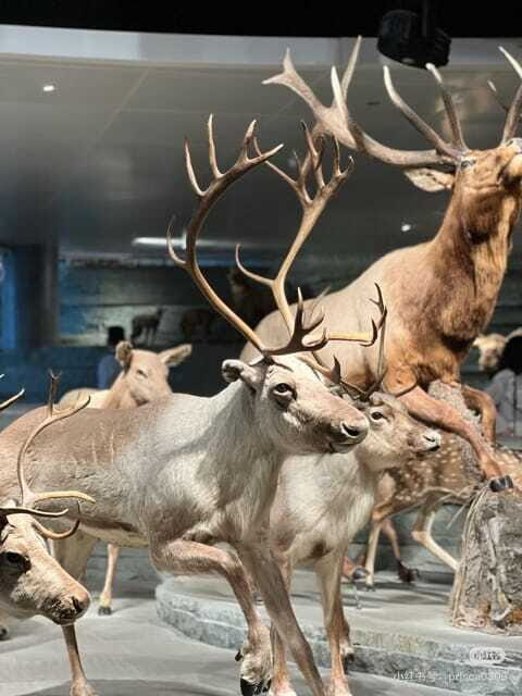 Shanghai: Natural Museum tickets with guide(optional) - Theater shows plus the live breeding area: the museum’s energy boost