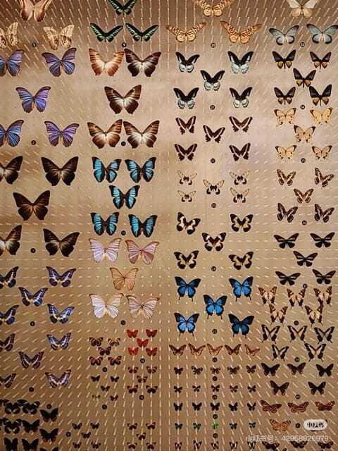 Shanghai: Natural Museum tickets with guide(optional) - Who this ticket suits best (and who might skip it)