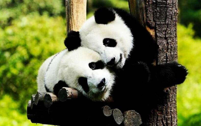 Shanghai: Zoo and Zhujiajiao Water Town Tour with Boat Ride - Shanghai Zoo: More Than a Panda Photo Stop