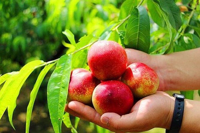 Zhujiajiao Water Town Private Tour with Local Farm Visit and Fruit Picking - The Farm Visit and Fruit Picking: Hands-On, Not Just Looking