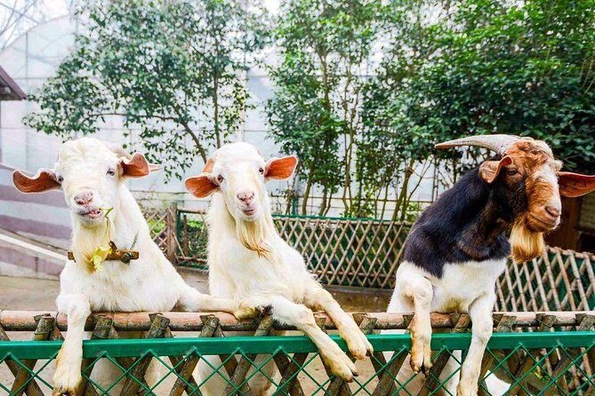 Zhujiajiao Water Town Private Tour with Local Farm Visit and Fruit Picking - Price and Value: What $170 Really Covers